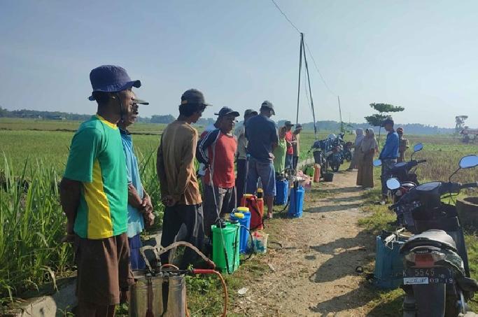Atasi Serangan Hama dan Keasaman Tanah, DP4 Blora Terapkan Budaya Kerja C3
