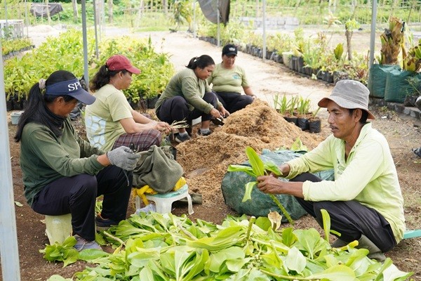Nursery Kura Kura Bali Siapkan 25.941 Tanaman dari 83 Spesies untuk Perluasan Lanskap