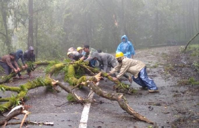 Hujan Disertai Angin Kencang Tumbangkan Pohon di Bangli