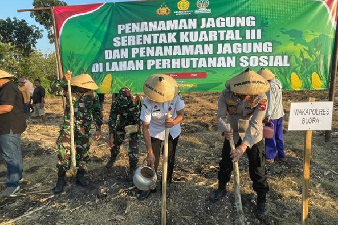 Blora Perkuat Kemandirian Pangan Lewat Penanaman Jagung Serentak