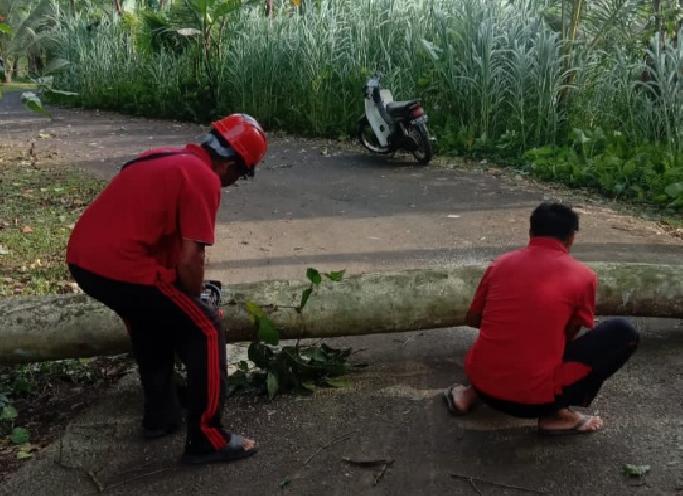 Cuaca Ekstrem Landa Bangli, Angin Kencang Rusak Bangunan dan Tumbangkan Pohon
