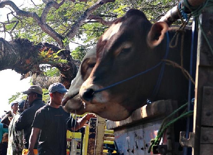 Jelang Idul Adha, Pemkab Blora Siagakan Tim Kesehatan Hewan