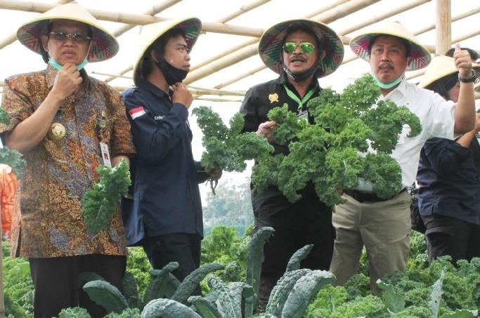 Indonesia Akan Ekspor Tomat Hitam Desa Getasan ke Dubai