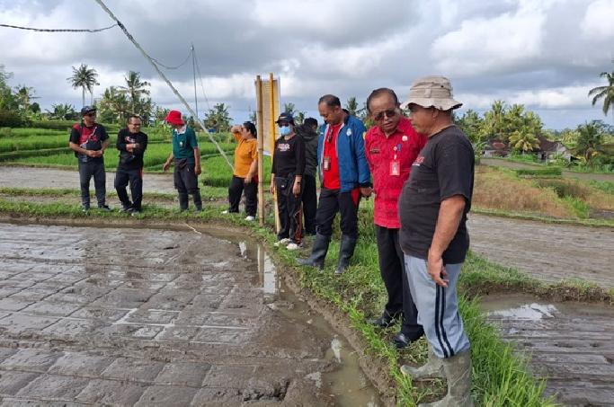 PPL Bangli Swadaya Demplot Padi Impari Arumba di Subak Tegalalang