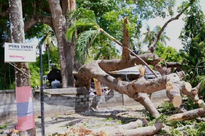 Pohon Tumbang di Pura Segara Dalem Ped, Satu Pemedek Tewas