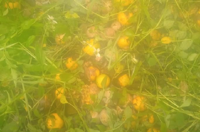 Komisi II DPRD Bangli Soroti Ancaman Gagal Panen Jeruk dan Cabai di Kintamani